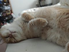 -宠福鑫动物医院(城北分院)