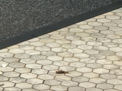 -喜茶(迪士尼小镇DP店)