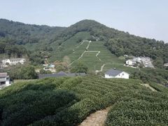 -龙井村