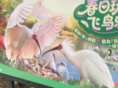 -广州长隆飞鸟乐园