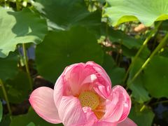 -陈家山荷花公园