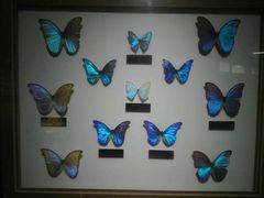 -上海昆虫博物馆