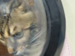 -嘉馨宠物医院·CT影像转诊·心脏科·犬猫全科诊疗中心(下沙大学城院区)
