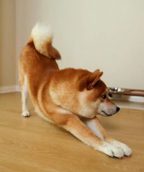 -卡莫瑜伽·普拉提