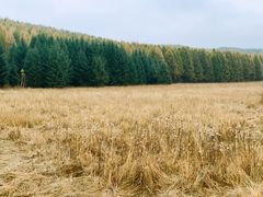 -塞罕坝国家级自然保护区