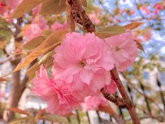 -高东镇樱花园