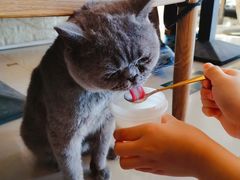 -平行世界·猫咖(首经贸店)