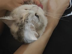 -御宝贝·A梦猫科宠物医院(国际猫友好医院)
