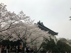 -武汉大学-樱园