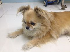 -中农大我爱我爱24h动物医院·中医针灸·猫专科·骨科医疗中心(双井店)
