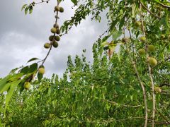 -张家湾公园