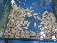 -雅逸居海鲜小厨