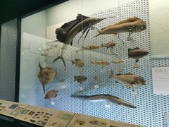-浙江自然博物院(杭州馆)