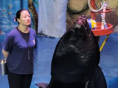 -烟台海昌鲸鲨海洋公园