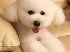 -八公叔叔宠物美容连锁(春申店)