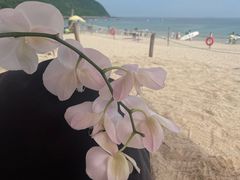 -西涌国际滨海旅游区