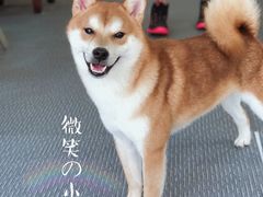 -柴源莊·柴小宠柴犬咖啡
