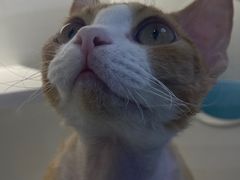 -小猫来了·猫舍(红山六九七九店)
