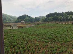 -龙川湾千岛湖国际垂钓中心