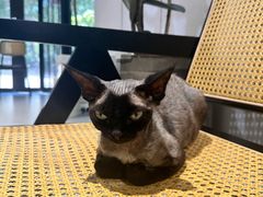 -琪喵猫屋·撸猫猫咖·猫舍