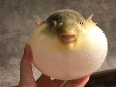 -肆月河豚·新淮扬(金融街店)