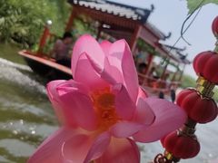 -白洋淀风景区