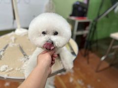 -鑫艺宠物美容培训学校