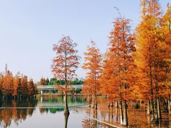 -白鹭湾湿地公园