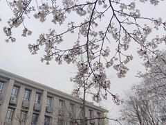 -武汉大学-樱园
