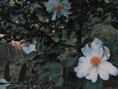 -中山市树木园