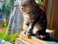 -海边的猫和咖啡馆