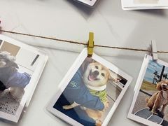 -瑞派康怡24h宠物医院·犬猫医疗中心·微创绝育(瑞景分院)