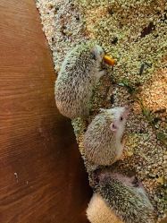 -宝燕乐园(闵行旗舰店)