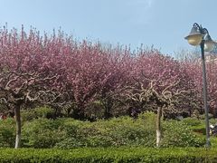 -西安青龙寺遗址景区