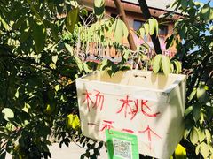 -西双版纳傣族园