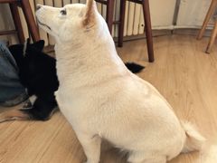 -柴の食堂·日式家庭料理·熊之肆(大学路店)
