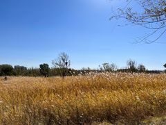 -野鸭湖国家湿地公园