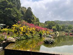 -深圳仙湖植物园