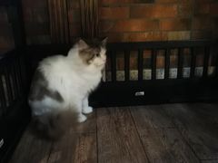 -more than meow吴止猫主题餐厅(承德 中船汇店)