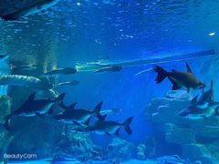 -多彩贵州城极地海洋世界