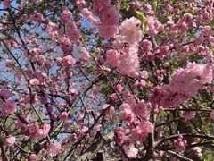 -桃花堤公园