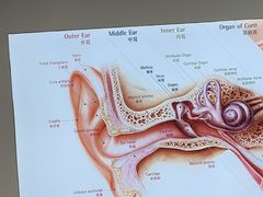 -自然之声助听器·呼吸机(康桥旗舰店)