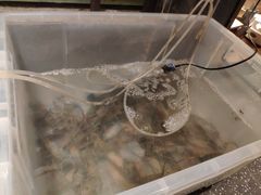 -上名堂·鱼头好吃(体育场路店)