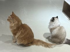 -藏猫猫咖啡主题馆(中央大道店)