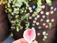 -上海鲜花港