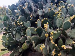 -墨尔本皇家植物园