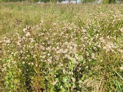 -野鸭湖国家湿地公园