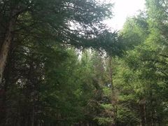 -塞罕坝国家级自然保护区