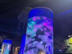 -泉城欧乐堡海洋极地世界