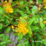✅夏天的味道就是多彩/花市小日常